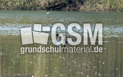 Haubentaucher (17 von 22).jpg